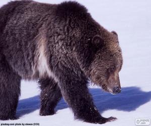 Puzzle Grizzly bear